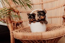 Šteniatka YORKSHIRE TERRIER s PP (FCI) rodokmeňom