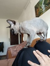 predám mačiatko sphynx