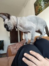 predám mačiatko sphynx