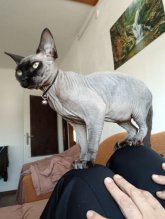 predám mačiatko sphynx