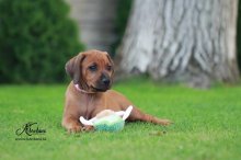 Rhodesian Ridgeback