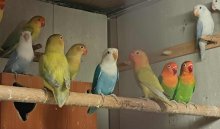 Agapornis Fisher mutácie