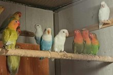 Agapornis Fisher mutácie