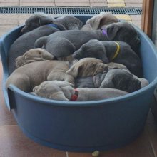 Americky Bandog