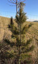Sibírsky Céder (Pinus Sibirica) Sadenice