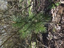 Sibírsky Céder (Pinus Sibirica) Sadenice