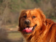 Zlatý retriever na krytie