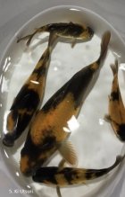 KOI Kapre (roćne)