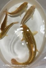 KOI Kapre (roćne)