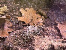 Chvostoskoky collembola springtails