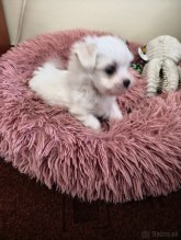 Mini Maltézák – fotografia 2