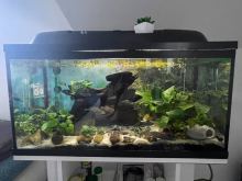 Akvárium 100 l + skrinka + filter Eheim + ohrievač – fotografia 7