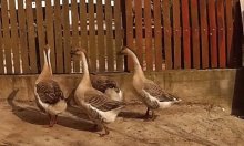 Labutie husy - chovný kmeň 1+3