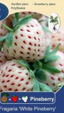 jahodové sadenice WHITE PINEBERRY a FRAMBERRY