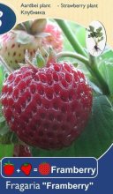jahodové sadenice WHITE PINEBERRY a FRAMBERRY