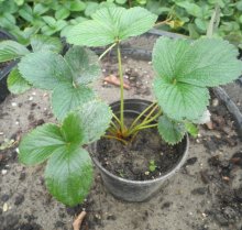 jahodové sadenice WHITE PINEBERRY a FRAMBERRY